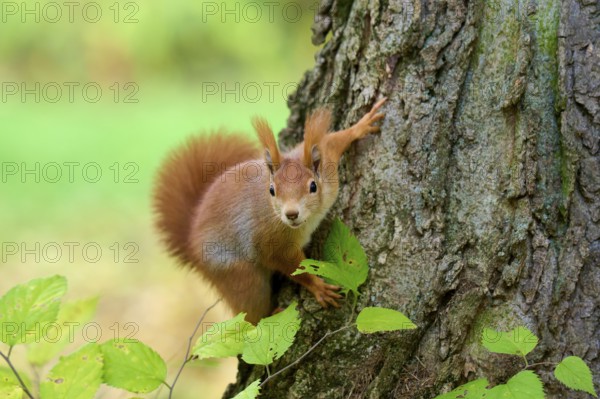 Eurasian squirrel (Sciurus vulgaris), climbing on a tree trunk, surrounded by green leaves, Germany, Europe