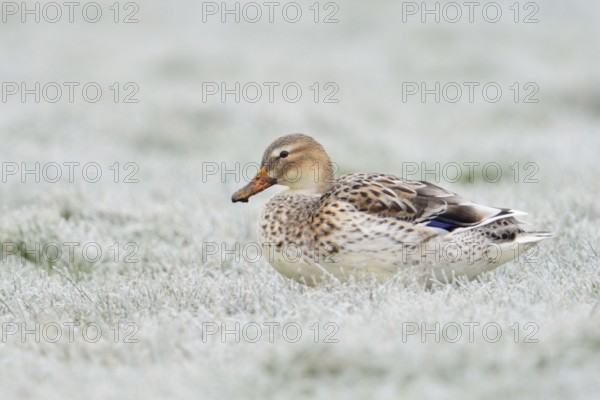 Beautifully marked... Mallard (Anas platyrhynchos), best known and almost everywhere common wild duck, conspicuous light-coloured variety, almost white, sits on frozen grass covered with hoarfrost in the field, wildlife, native nature, wildlife, Germany, Europe