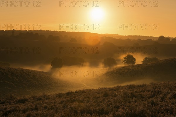 Sunrise over the heath... Veluwe Netherlands, early morning fog rises from the blooming heath, heather blossom, particularly atmospheric picture, wildlife, native nature