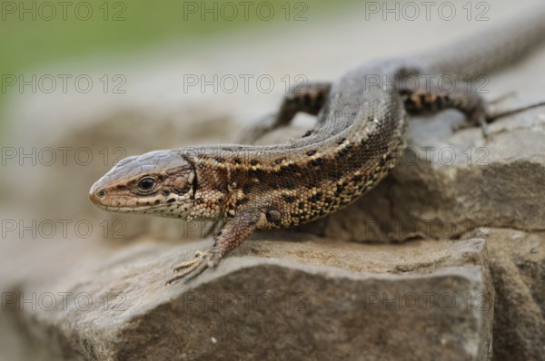 Forest lizard (Zootoca vivipara) warming up on a rock in the spring sun, endangered lizard species, reptile, detailed, well-designed image, wildlife, native nature, animal world, Germany, Europe Viviparous Lizard (Zootoca vivipara), common lizard, crawling over rocks, warming up, early in spring, nice detailed view, Europe