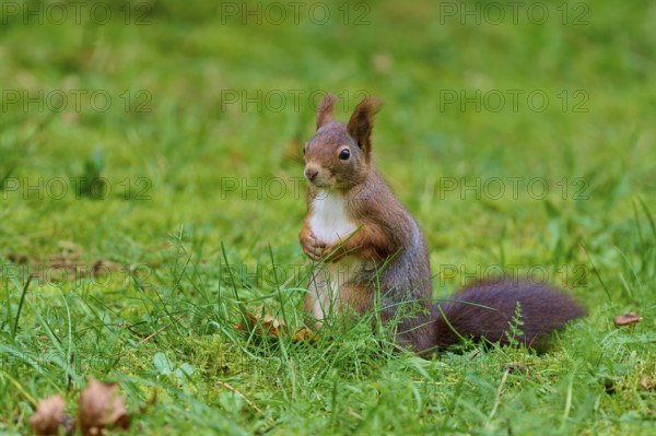 Eurasian squirrel (Sciurus vulgaris), alert, sitting in the green grass and holding its paws, Germany, Europe