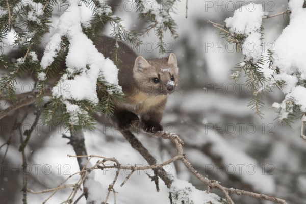 In the tree... American pine marten (Martes americana) in the snow, marten balances on the thin branch of a coniferous tree, hunts small birds in winter, needle-tipped claws, agile and skilful hunter, Yellowstone, Wyoming, North America, United States of America