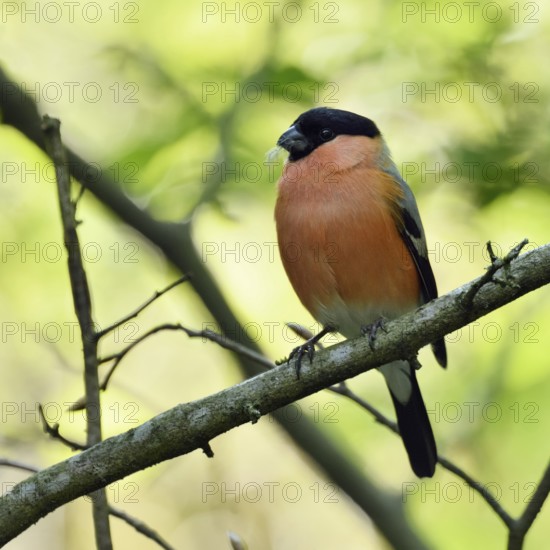 Bullfinch, bullfinch (Pyrrhula pyrrhula), male adult bird in spring in the most beautiful breeding plumage, splendid plumage, sitting in natural surroundings on a branch in a green leafy hedge, Lower Rhine, Rhineland, North Rhine-Westphalia, Germany, Western Europe, Europe