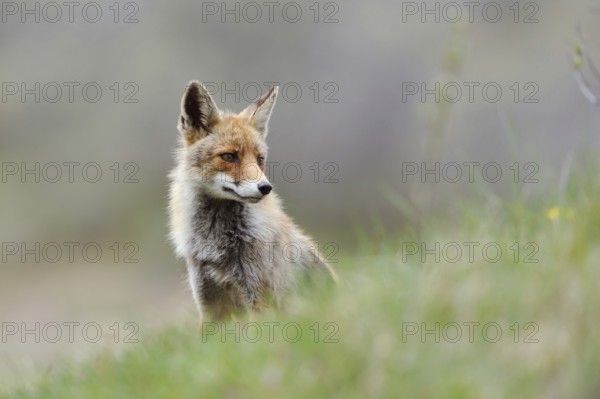 Undecided... Red fox (Vulpes vulpes) sitting on a slope in the grass, looking around indecisively, photo taken in summer, summer fur, native nature, North Rhine-Westphalia, Germany, Western Europe, Europe