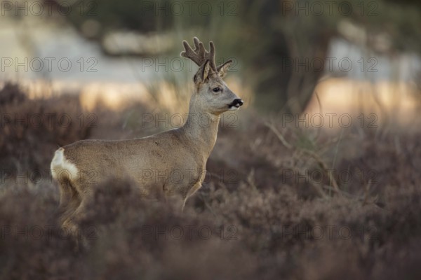Proud buck... Roebuck (Capreolus capreolus) in velvet, a capital roebuck in early March in the heath, standing in the undergrowth, watching and waiting, Netherlands, Western Europe