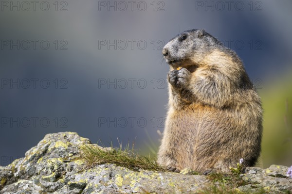 Alpine marmot (Marmota marmota) in autumn, Grossglockner, High Tauern National Park, Austria, Europe