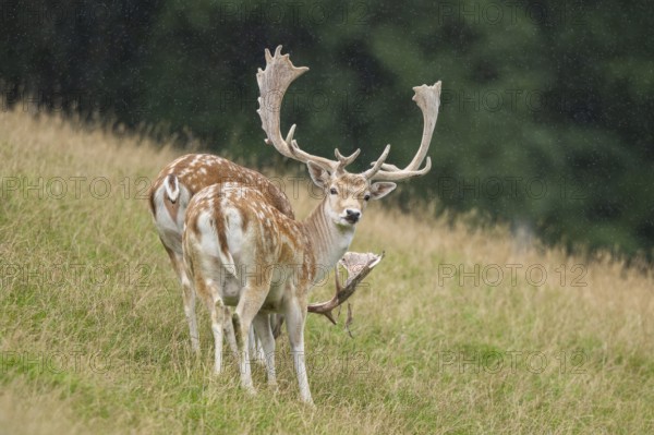 European fallow deer (Dama dama) stags on a meadow, tirol, Kitzbühel, Wildpark Aurach, Austria, Europe