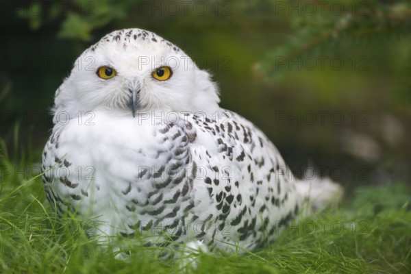Snowy owl (Bubo scandiacus) sitting on the ground, Bavaria, Germany, Europe