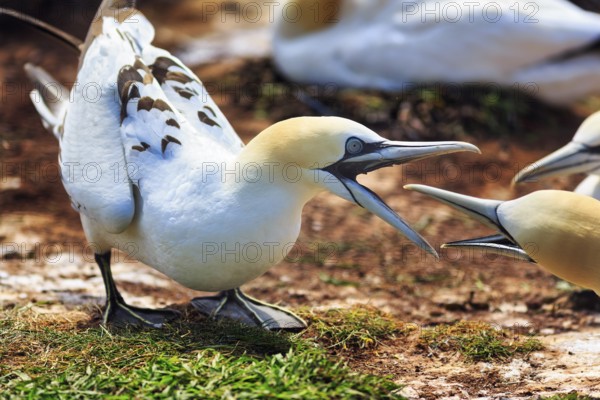 Gannet (Morus bassanus) on bird cliffs, fight, dispute, defence, Helgoland Island, Schleswig-Holstein, Germany, Europe