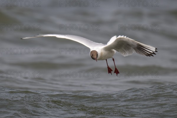 Black-headed gull (Chroicocephalus ridibundus) in summer plumage, flying above the water surface, looking for small fish, near Hvide Sande, Ringkøbing Fjord, North Sea, Denmark, Europe