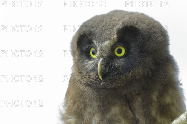 Great Horned Owl (Aegolius funereus), young bird, animal portrait, North Rhine-Westphalia, Germany, Europe
