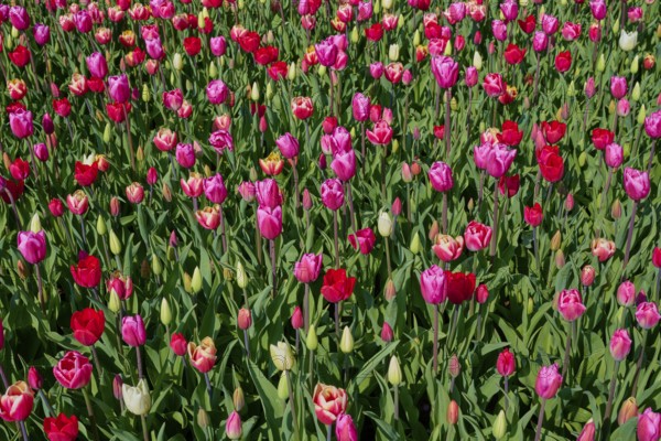 Field full of pink and red tulips in a dense sea of flowers, Keukenhof, Lisse, province of South Holland, Netherlands