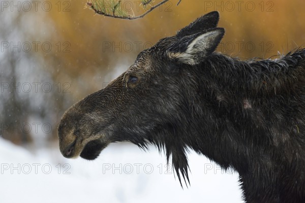 Moose (Alces alces), cow moose, head portrait of an adult female, on a rainy day in winter, soaked to the skin, in the rain, detailed close-up, portrait, cropping, wildlife, nature in Yellowstone NP, Grand Teton, Wyoming, USA, North America, United States of America, North America