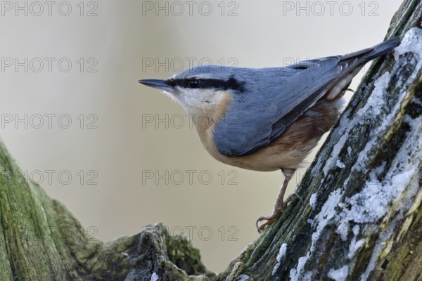 European nuthatch (Sitta europaea) sitting in a tree, looking around attentively, in typical pose, native birdlife, wildlife, Rhineland, North Rhine-Westphalia, Germany, Western Europe, Europe