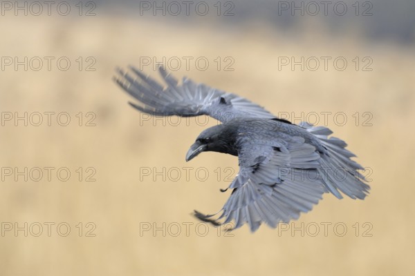 Fanned wings... Raven (Corvus corax), our largest raven species in flight in front of a dissolved background, flying over reeds, Europe's largest raven flies over dry reeds, particularly beautiful light top view, detailed shot of the blue-black shimmering plumage structures, fine light, harmonious colours, native nature, Mecklenburg-Western Pomerania, Germany, Western Europe, Europe