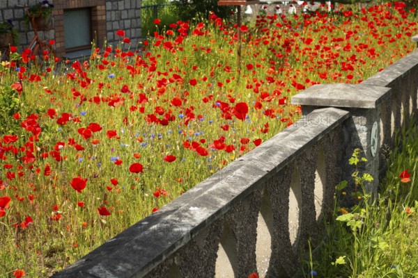 Various plants, flowers, front garden, Friedrich- Borgwardt-Sraße, Baltic Sea, Baltic Sea resort, Kühlungsborn, Rostock district, Mecklenburg-Western Pomerania, Germany, Europe