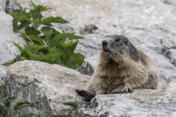 Marmot (Marmota marmota), Monte Baldo, Italy, Europe