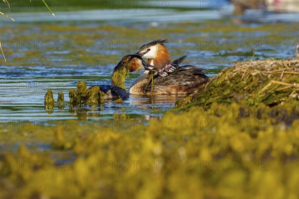 Great Crested Grebe, (Podiceps Scalloped ribbonfish), with chicks, wildlife, Germany, Europe