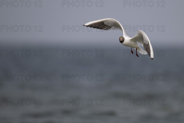 Black-headed gull (Chroicocephalus ridibundus) in summer plumage, flying above the sea surface, looking for small fish, near Hvide Sande, Ringkøbing Fjord, North Sea, Denmark, Europe