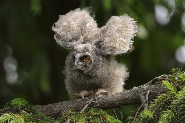 Just fledged... Long-eared owl (Asio otus), young owl, branchling, fledged young bird sits in a fir tree, stretches, shakes out its feathers, looks like a goblin, series Tierkinder, native birds, animals, nature, wildlife, Lower Rhine, North Rhine-Westphalia, Germany, Western Europe, Europe