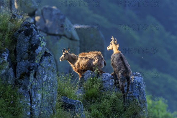Two chamois observing the surroundings from a rocky vantage point, chamois, chamois, (Rupicapra rupicaprae), wildlife, Vosges, France, Europe