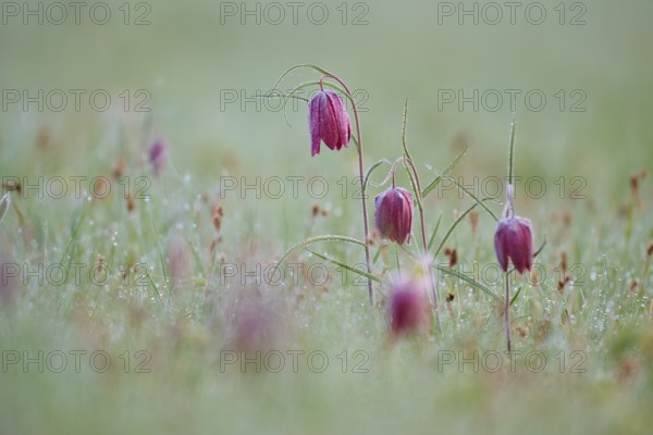Snake's Head Fritillary or lapwing (Fritillaria meleagris), with dew on a damp meadow, soft and calm appearance, spring, Jossa, Sinntal, Spessart, Hesse, Germany, Europe