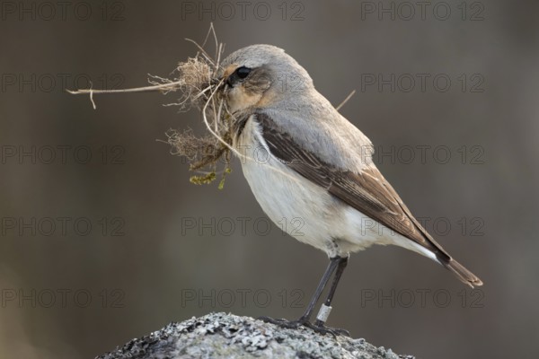 With nesting material in its beak... Wheatear (Oenanthe oenanthe), ringed bird, female prepares nest, native birds, wildlife, nature, southern Sweden, Sweden, Scandinavia, northern Europe, Europe