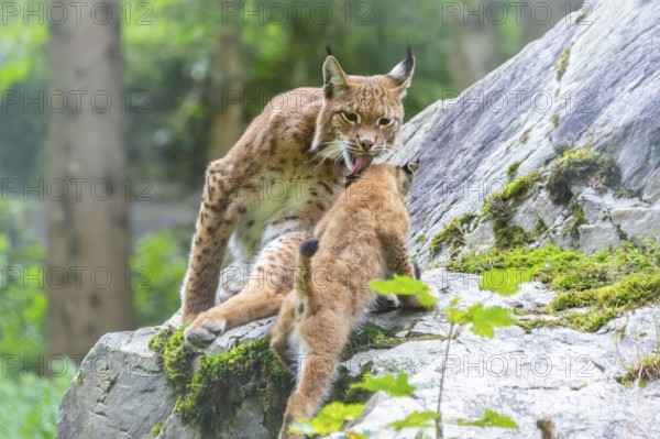 Eurasian lynx (Lynx lynx) mother with her youngster, Austria, Europe