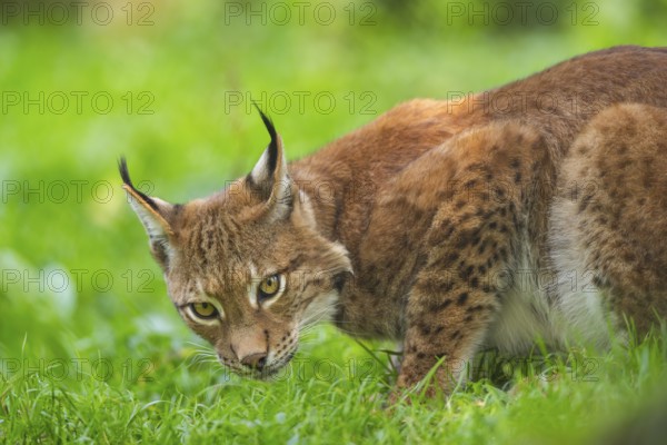 Eurasian lynx (Lynx lynx) on a meadow, Austria, Europe