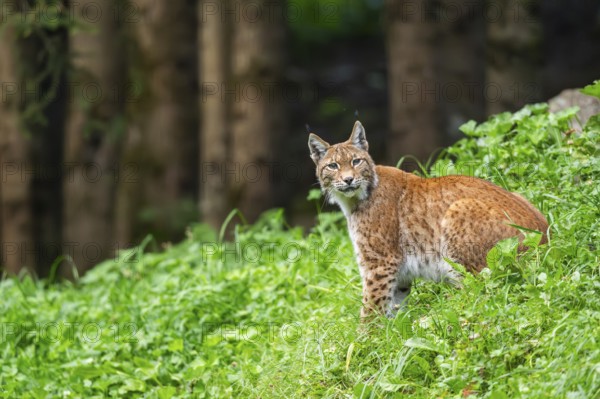 Eurasian lynx (Lynx lynx) on a meadow, Austria, Europe