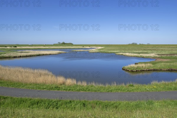 Path and pond in brackish polder at nature reserve Zandkes from Natuurmonumenten near Dijkmanshuizen on the island Texel, North Holland, Netherlands