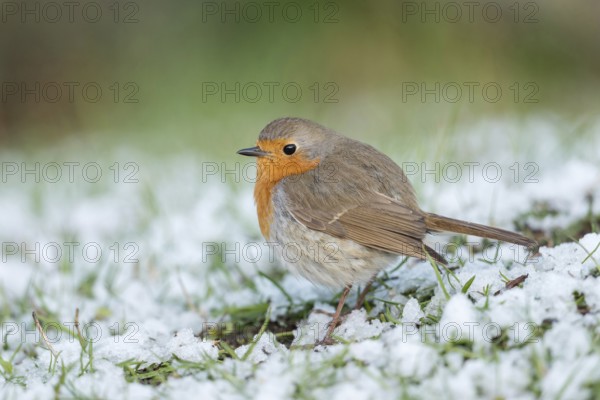 Sudden onset of winter... Robin (Erithacus rubecula) sits, perches with thickly fluffed up plumage in the garden on the lawn in the wet snow, searches for food, resident bird, lives with us all year round, North Rhine-Westphalia, Germany, Western Europe, Europe