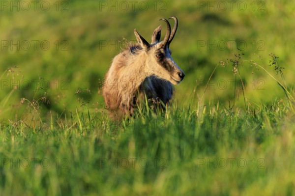 A graceful chamois portrait in a meadow with tall grass, chamois, chamois, (Rupicapra rupicaprae), wildlife, Vosges, France, Europe