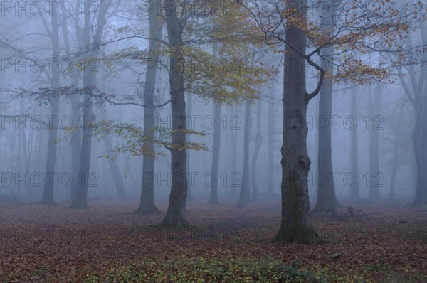November blues... Herrenbusch (Meerbusch) at dusk, foggy mood in the forest, old beech forest, deciduous forest, Germany Old beech forest in autumn mood, discoloration of leaves, leaf fall, thick fog at blue hour, typical november day, Germany, Europe, Meerbusch, North Rhine-Westphalia, Western Europe, Europe