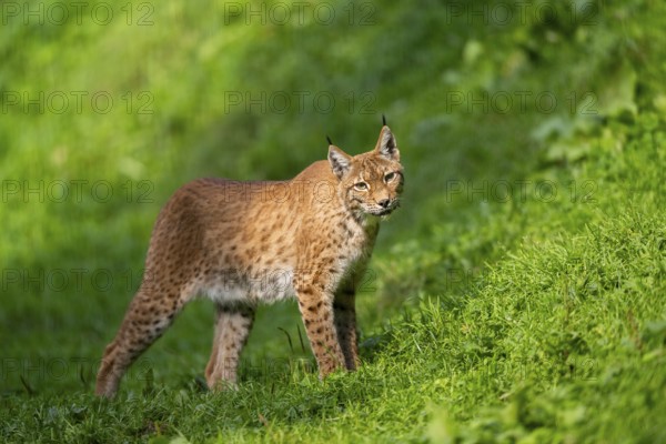 Eurasian lynx (Lynx lynx) on a meadow, Austria, Europe