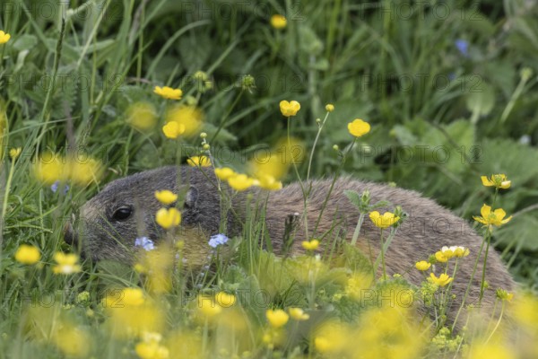 Marmot (Marmota marmota), Monte Baldo, Italy, Europe