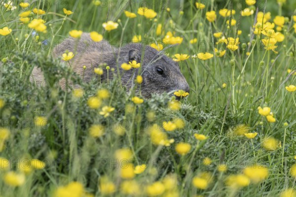 Marmot (Marmota marmota), Monte Baldo, Veneto, Italy, Europe