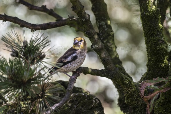 Hawfinch (Coccothraustes coccothraustes), juvenile, Emsland, Lower Saxony, Germany, Europe