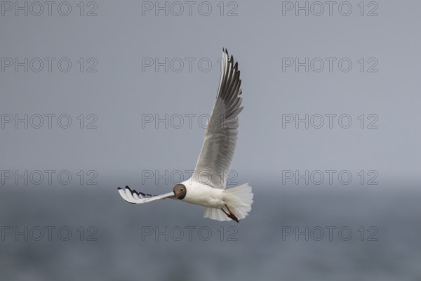 Black-headed gull (Chroicocephalus ridibundus) in summer plumage, flying above the sea surface, looking for small fish, near Hvide Sande, Ringkøbing Fjord, North Sea, Denmark, Europe