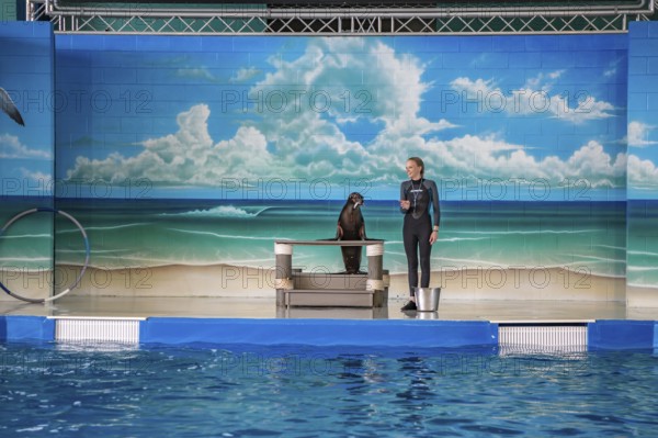 Trainer working with sea lion during show at Ocean Adventures Marine Park in Gulfport, Mississippi