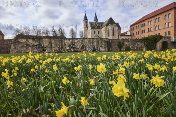 Daffodil (Narcissus pseudonarcissus), old town, flower bed, lawn, city wall, city fortification, monastery church, depth of field, blue sky, cumulus clouds, Fürstenwallstraße, Magdeburg, state capital, independent city, Saxony-Anhalt, Germany, Europe