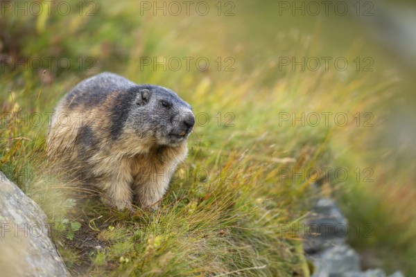 Alpine marmot (Marmota marmota) in autumn, Grossglockner, High Tauern National Park, Austria, Europe