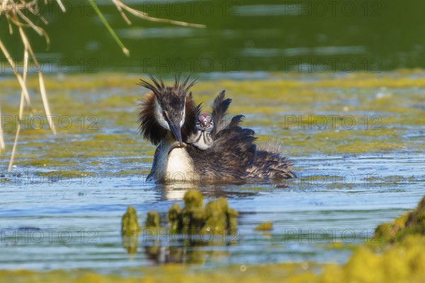 Great Crested Grebe with chick on back swimming in water looking down, Great Crested Grebe, (Podiceps Scalloped ribbonfish), with chick, wildlife, Germany, Europe