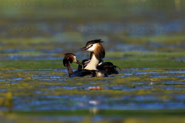 Great crested grebes interacting gently in the water, a scene full of family feeling and tranquillity, Great crested grebe, (Podiceps Scalloped ribbonfish), with chicks, wildlife, Germany, Europe