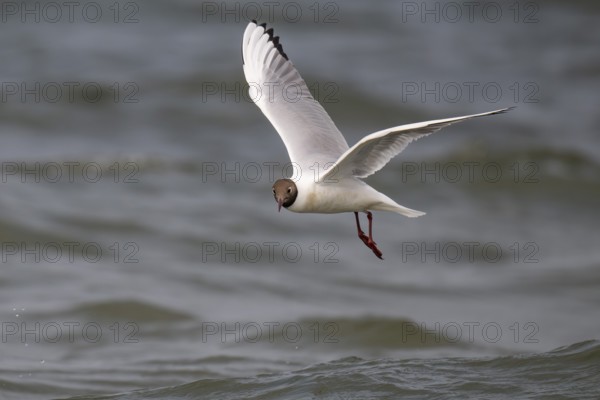 Black-headed gull (Chroicocephalus ridibundus) in summer plumage, flying above the water surface, looking for small fish, near Hvide Sande, Ringkøbing Fjord, North Sea, Denmark, Europe