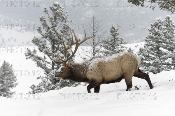 Harsh living conditions... Wapiti (Cervus canadensis) in deep winter, male deer, large, strong animal, probably travelling through high snow in search of food in beautiful surroundings, carrying snow and ice in his fur, nature in Yellowstone NP, Wyoming, North America, United States of America