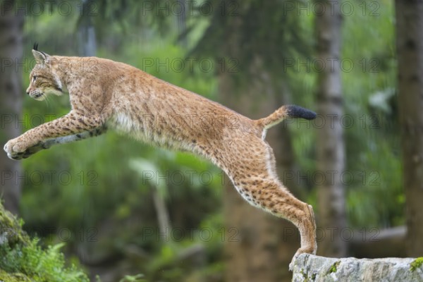 Eurasian lynx (Lynx lynx) jumping from a rock, Austria, Europe
