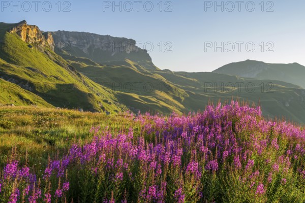 Fireweed (Chamaenerion angustifolium) blooming at sunrise in the Mountains at Hochalpenstraße, view from Fuscher Lacke, Pinzgau, Salzburg, Austria, Europe