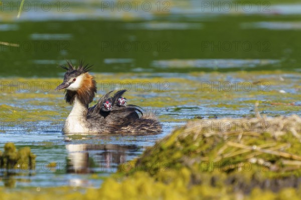Great Crested Grebe with chicks on its back swimming in the water near a green embankment, Great Crested Grebe, (Podiceps Scalloped ribbonfish), with chicks, wildlife, Germany, Europe