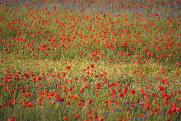 Picturesque beautiful poppies, June, Germany, Europe